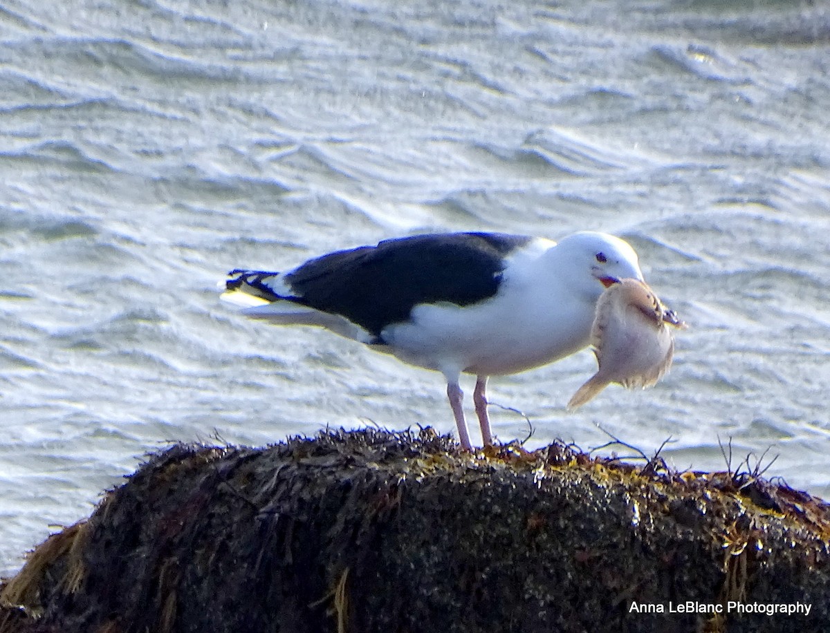 Great Black-backed Gull - ML532077651