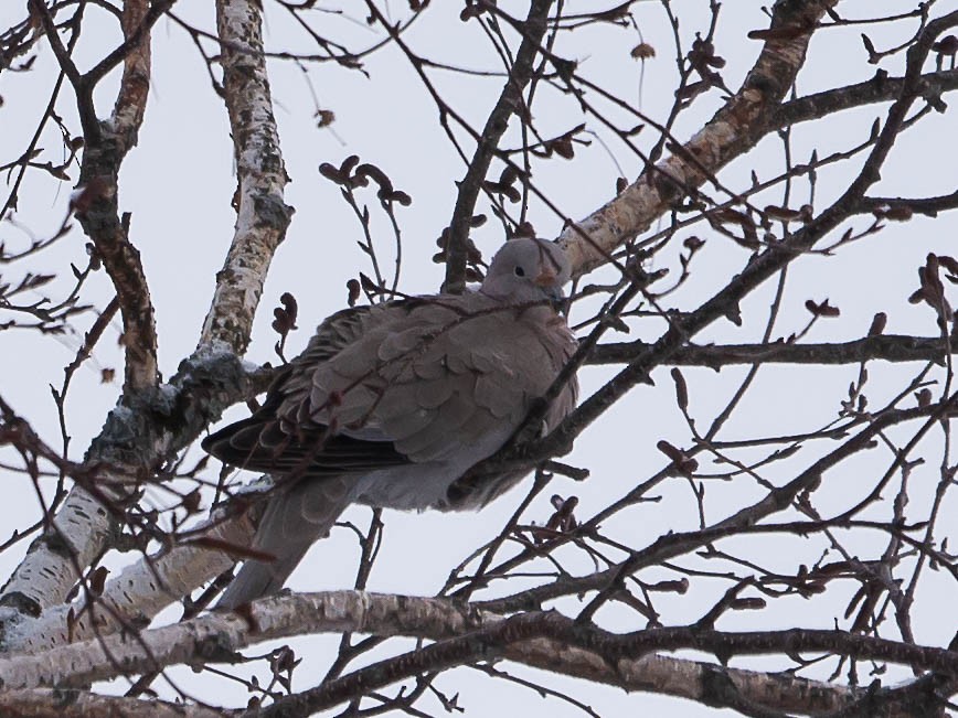 Eurasian Collared-Dove - ML532078321