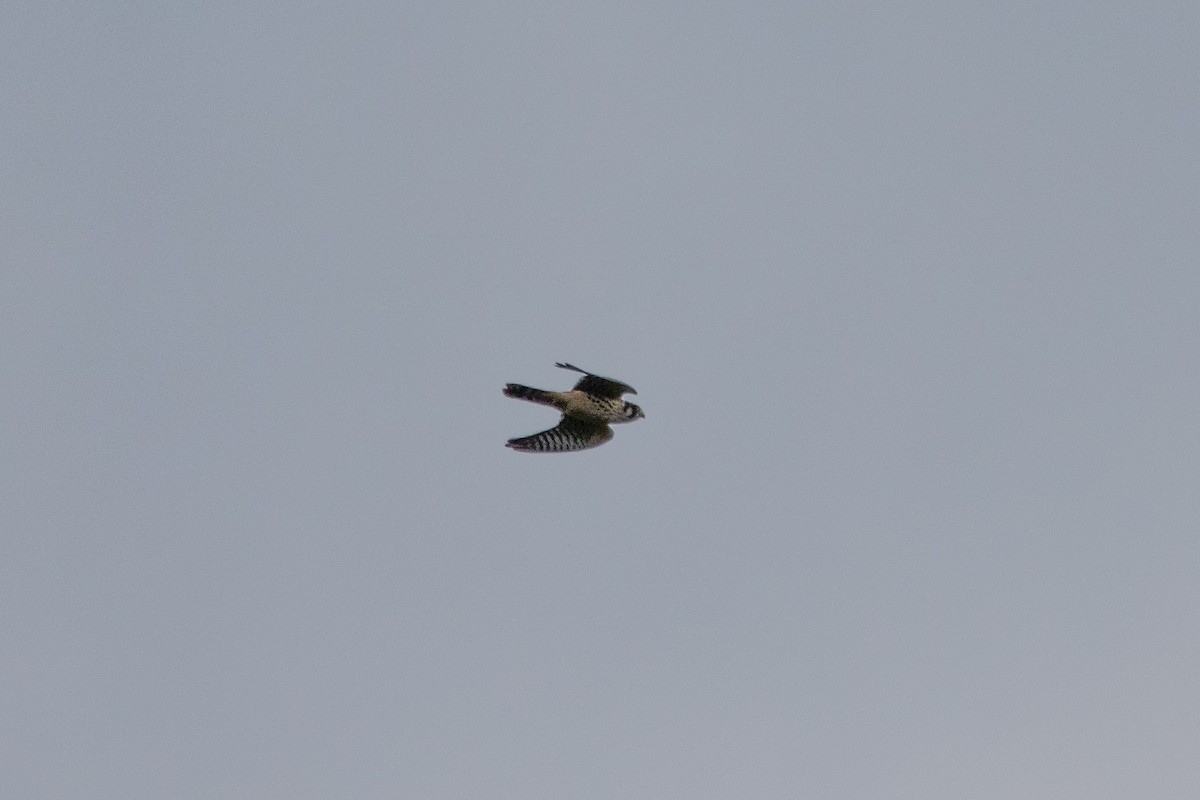 American Kestrel - ML532078901
