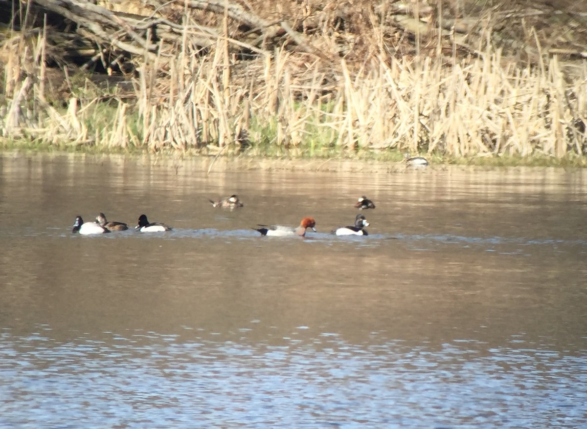 Eurasian Wigeon - ML53207941