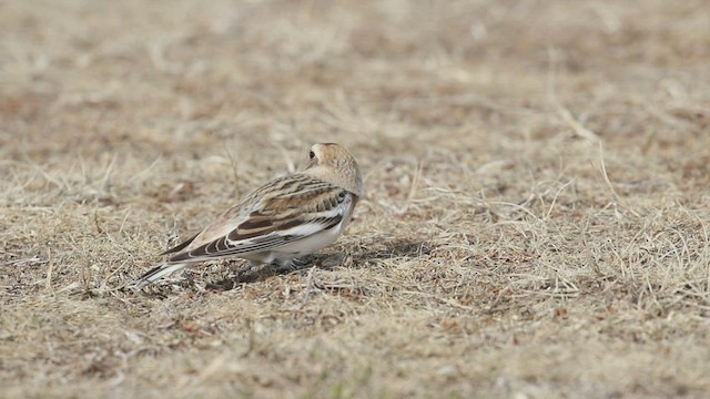 Snow Bunting - ML532080271