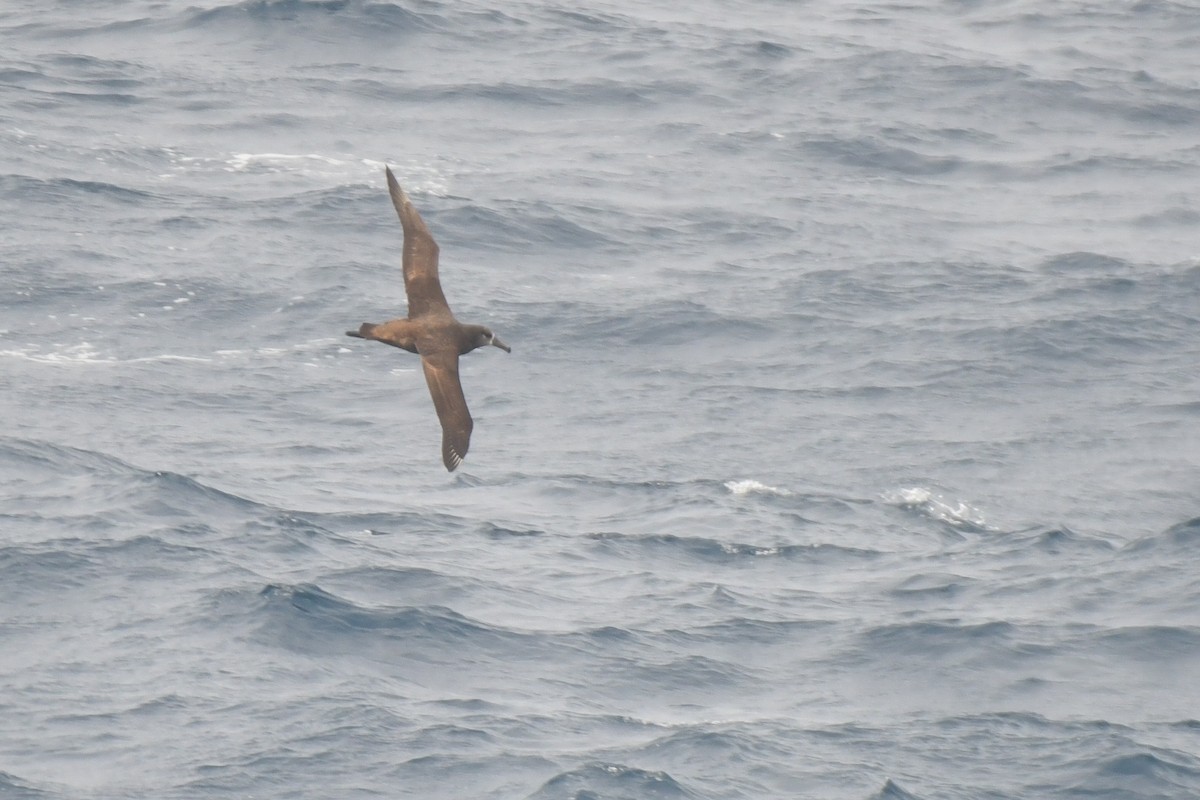 Black-footed Albatross - Sushil Kumar