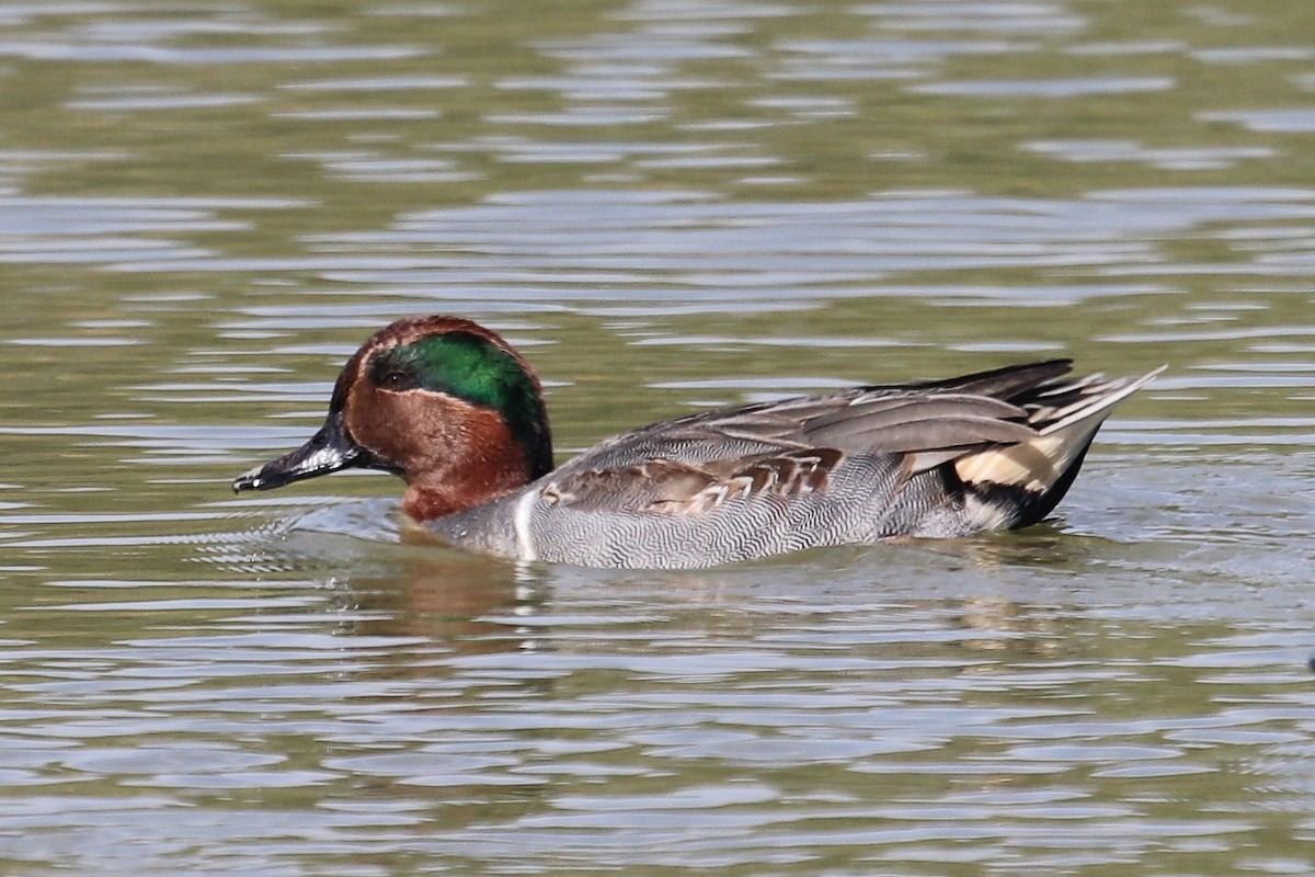 Green-winged Teal - ML532081631