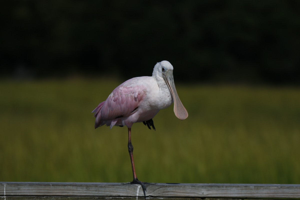 Roseate Spoonbill - ML532083691