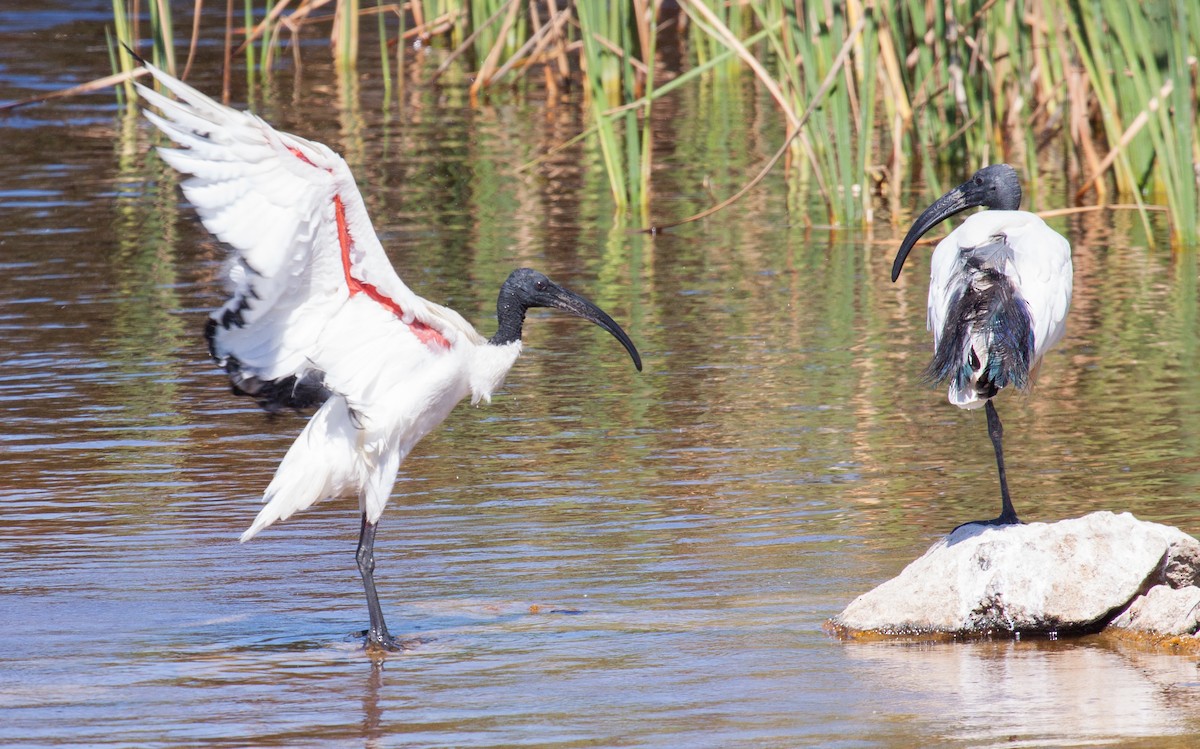 African Sacred Ibis - Craig Faulhaber