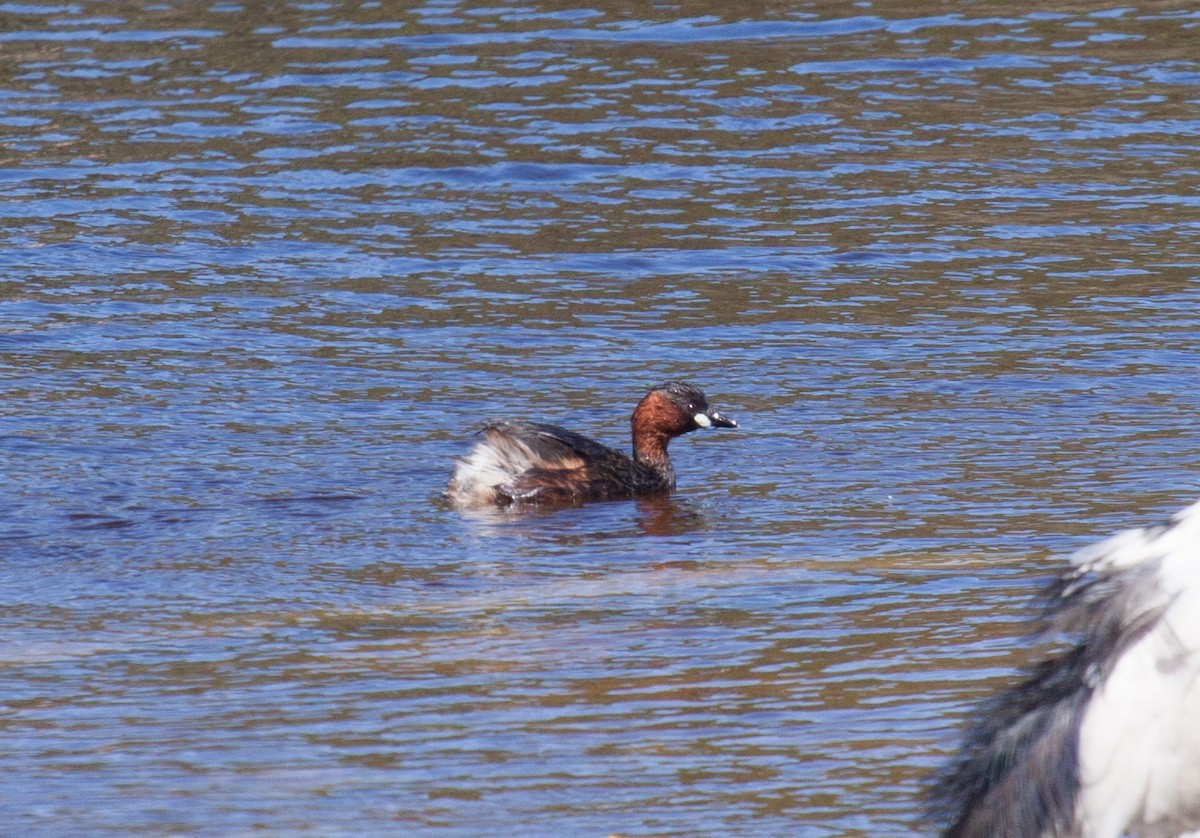 カイツブリ（ruficollis グループ） - ML53208591