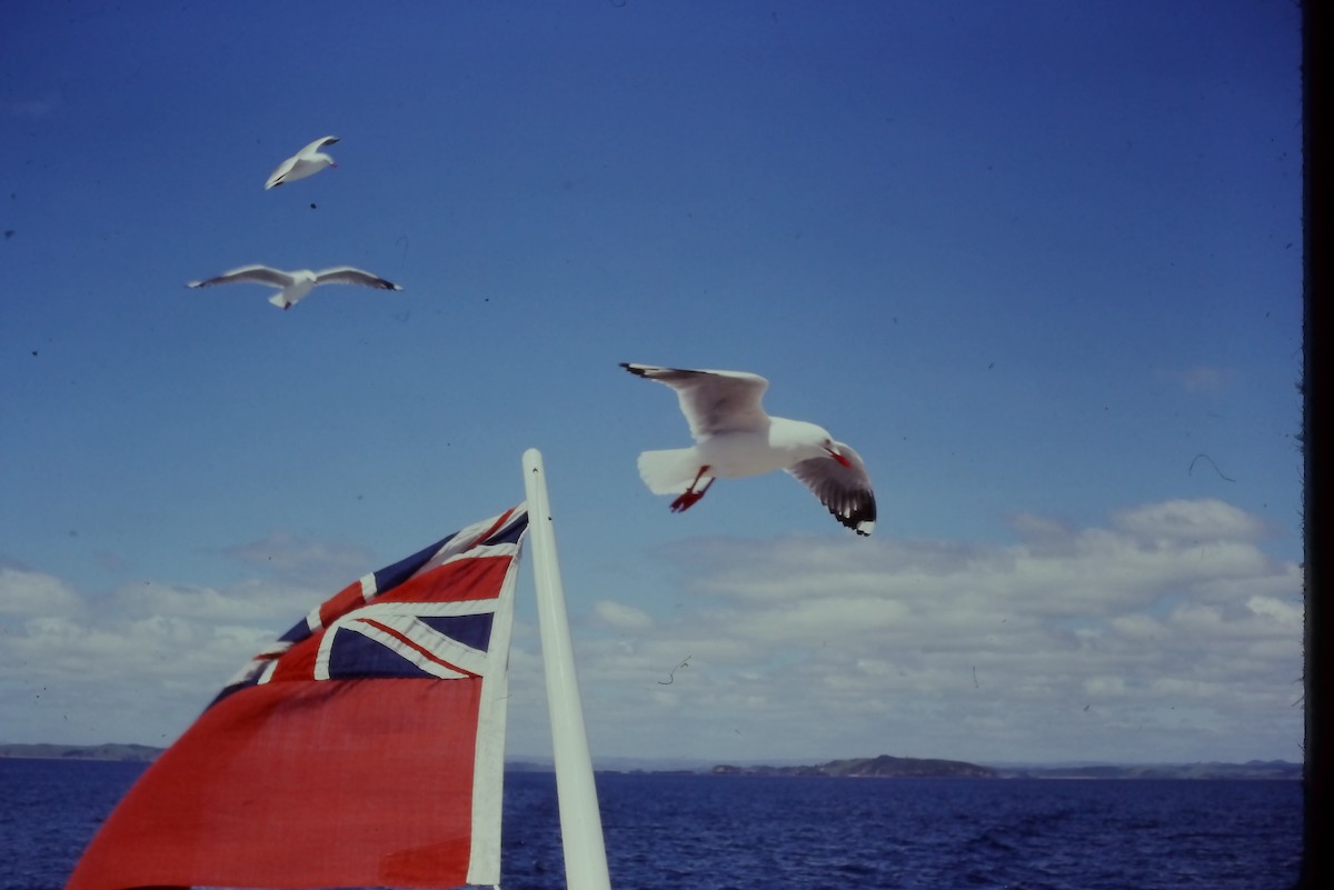 Silver Gull (Red-billed) - ML532087631
