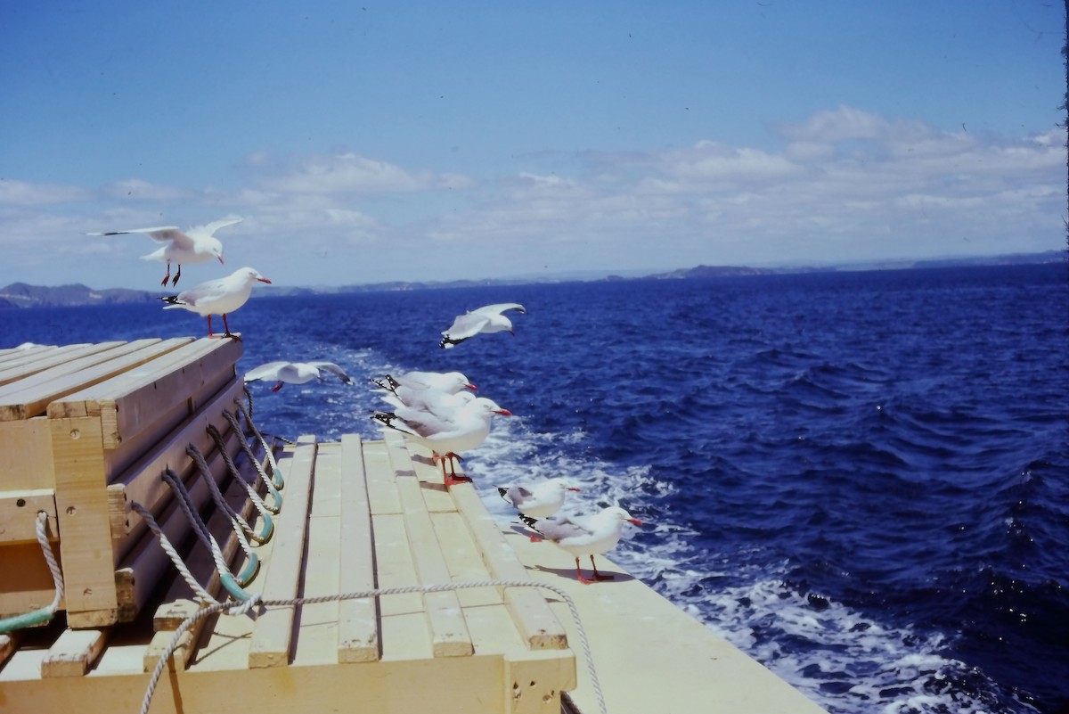Silver Gull (Red-billed) - ML532087641