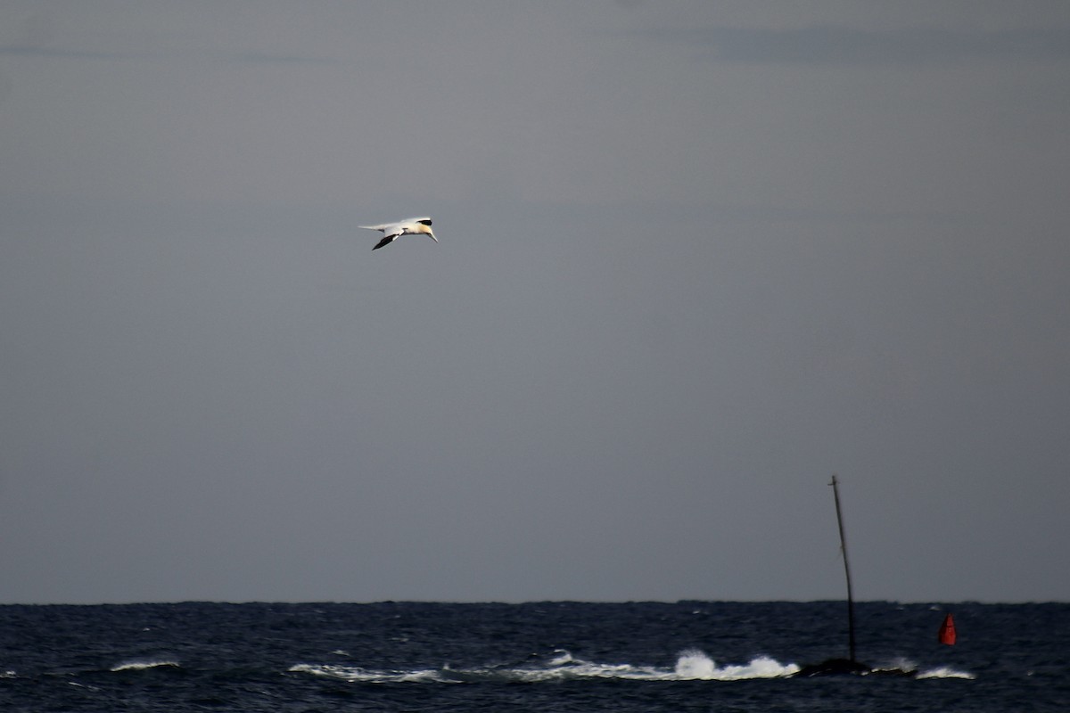 Northern Gannet - ML532087781