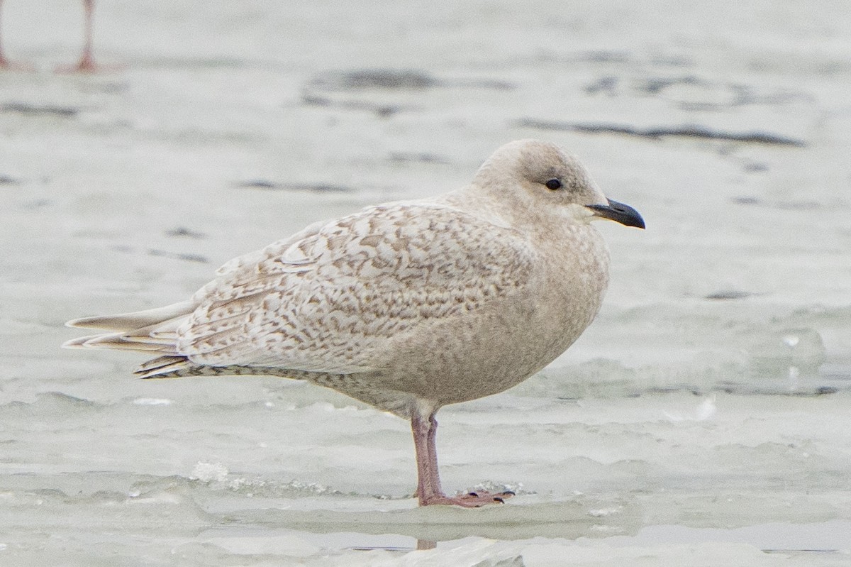 Iceland Gull - Ben Nieman