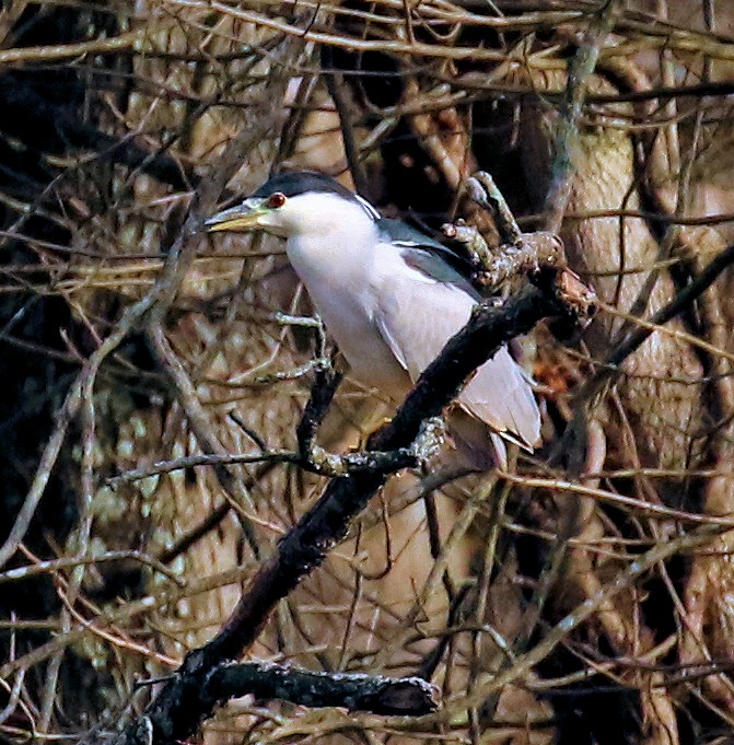 Black-crowned Night Heron - Sherrie Quillen