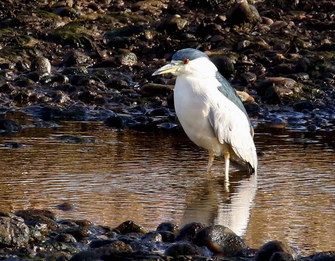 Black-crowned Night Heron - ML532089631