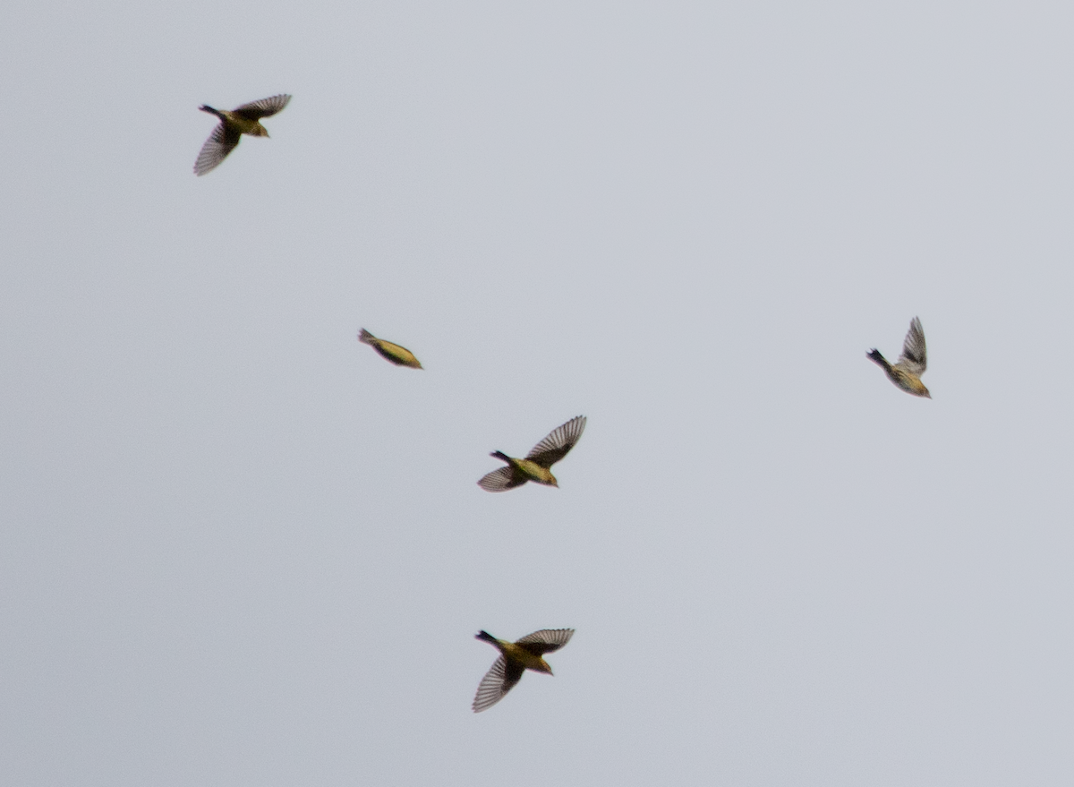 bobolink - ML532089851
