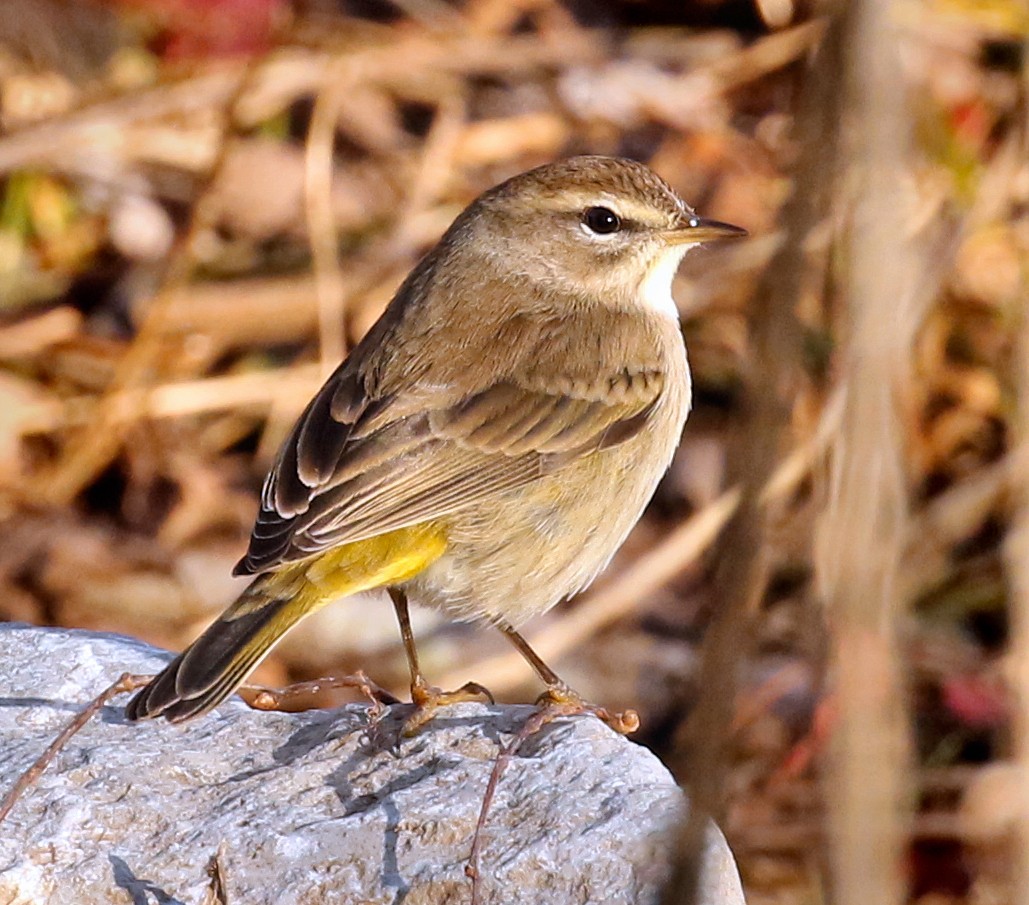 Palm Warbler - ML532089861