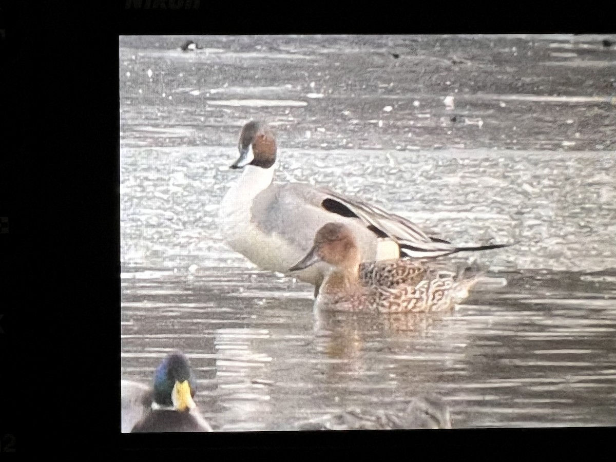 Northern Pintail - ML532090361