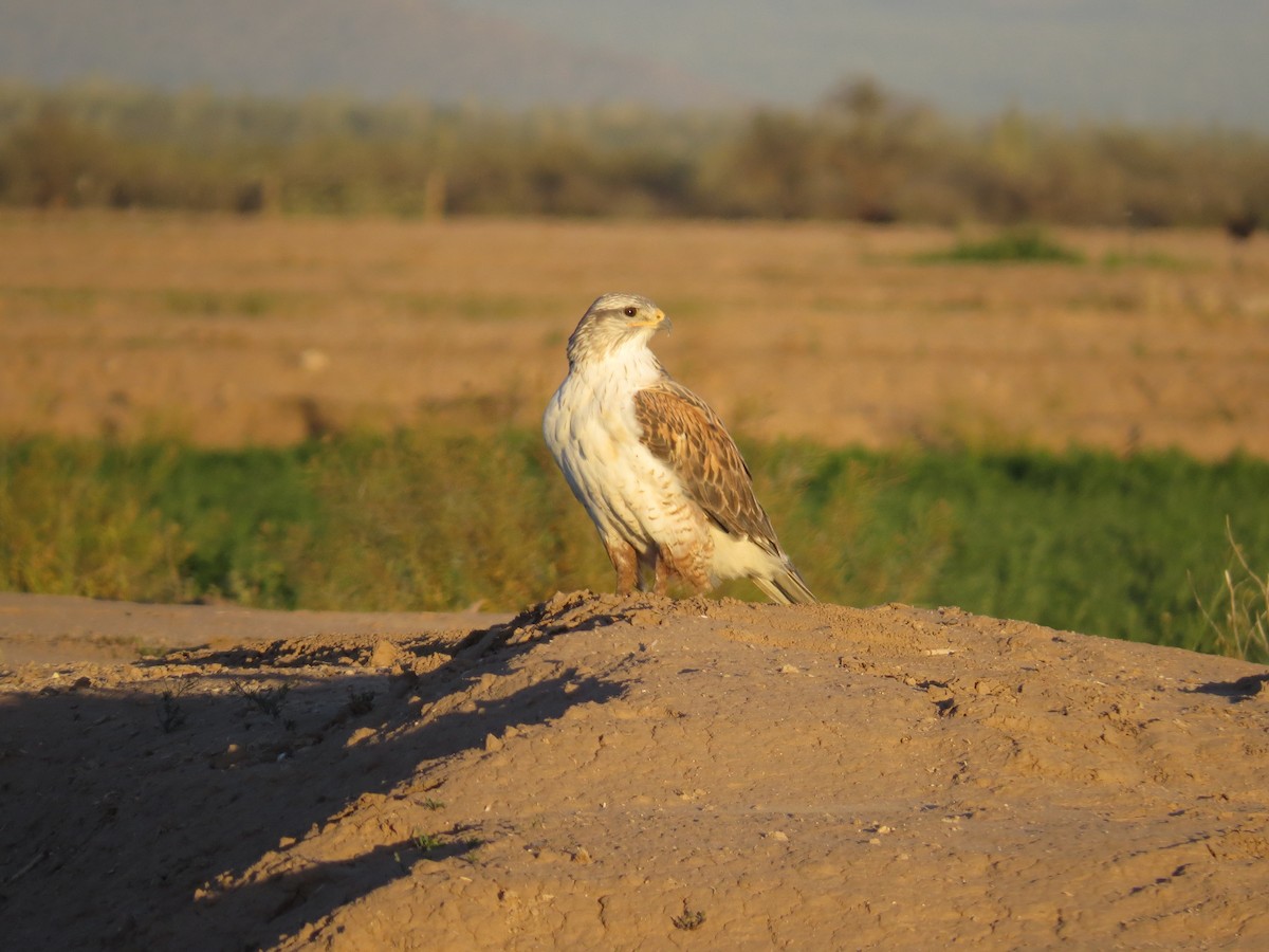 Königsbussard - ML53209321