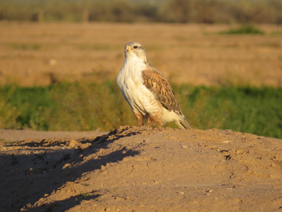 Ferruginous Hawk - ML53209331