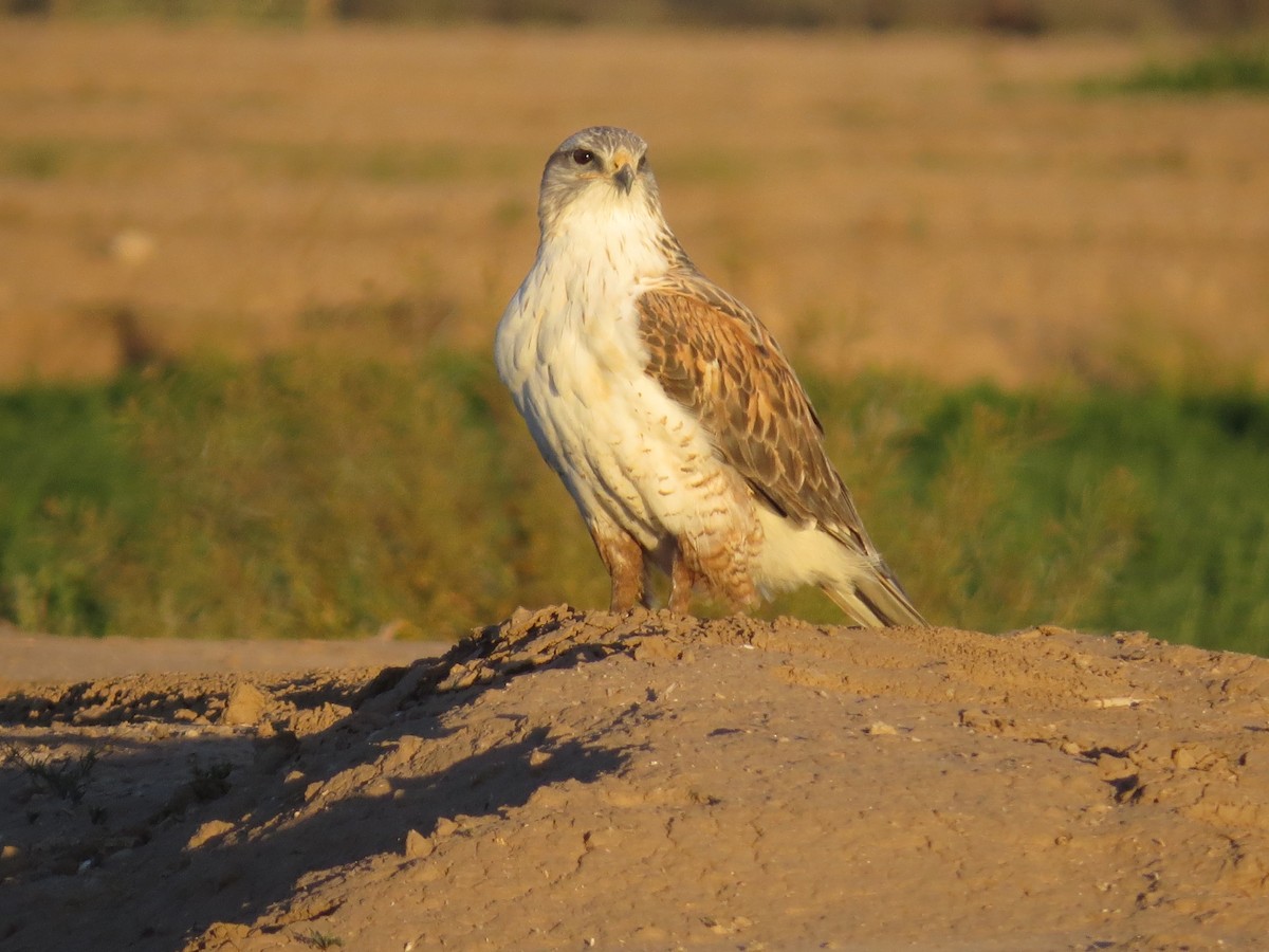 Ferruginous Hawk - ML53209341