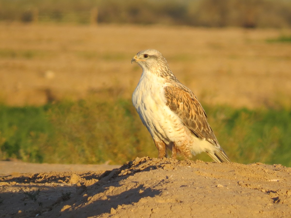 Ferruginous Hawk - Steve Butterworth