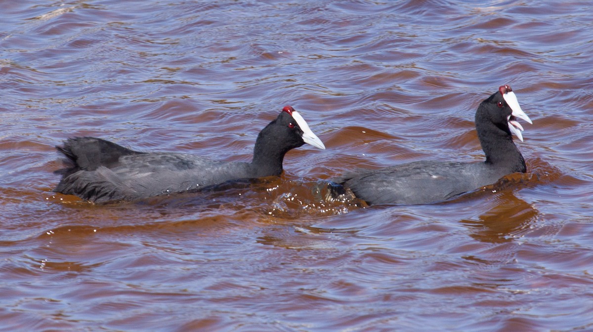 Red-knobbed Coot - Craig Faulhaber