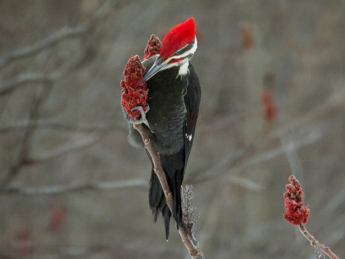 Pileated Woodpecker - ML532095331
