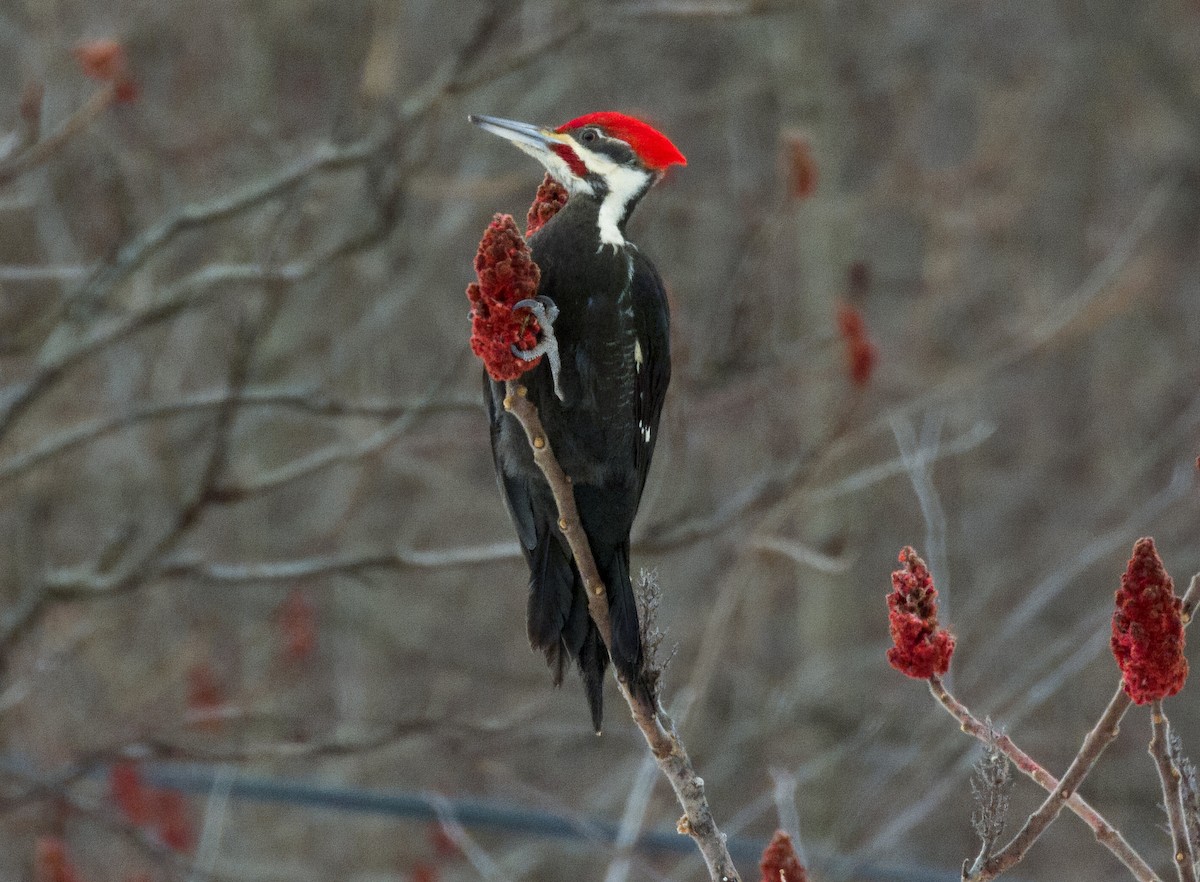Pileated Woodpecker - ML532095361