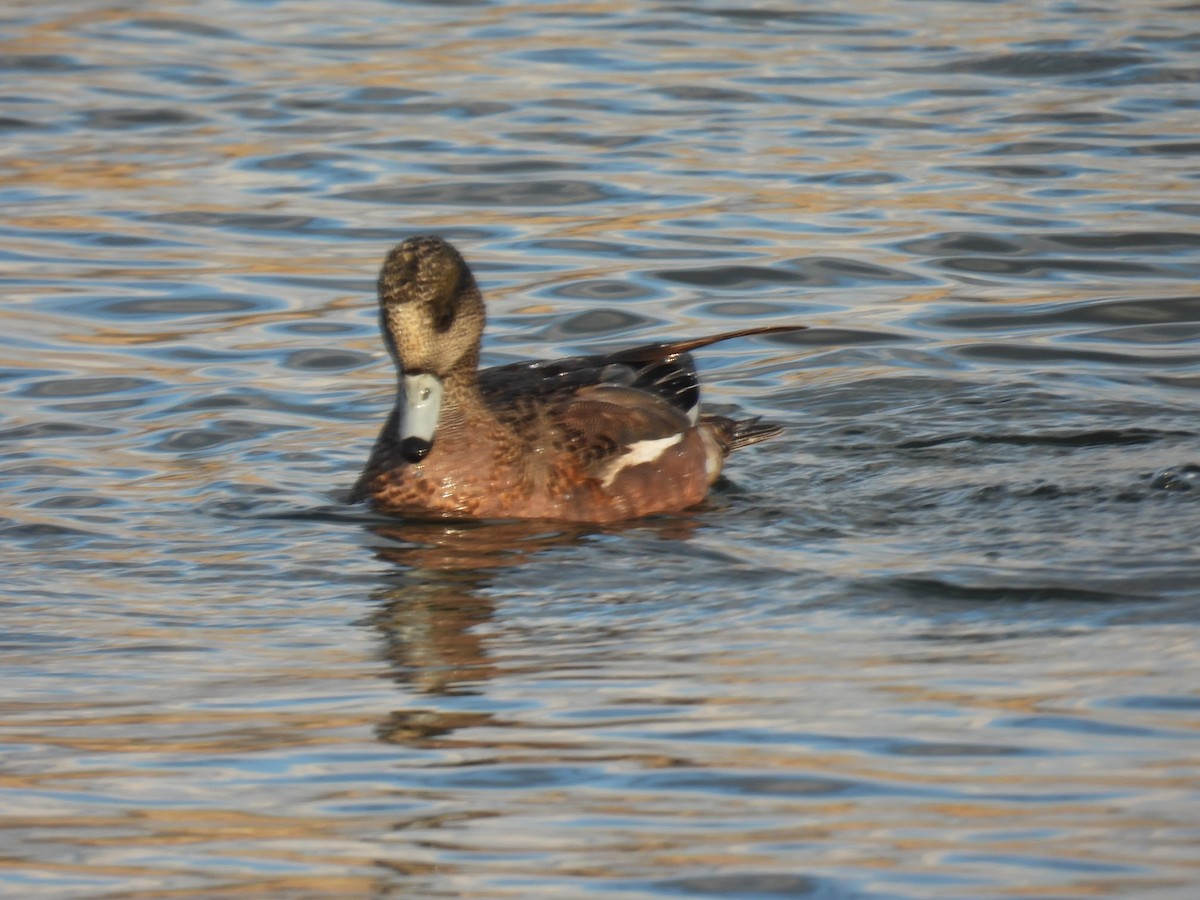 American Wigeon - Elizabeth Brown