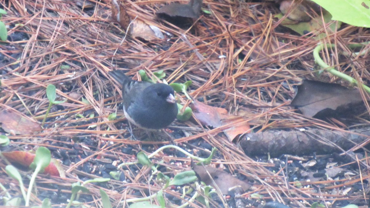 Dark-eyed Junco - ML532097001