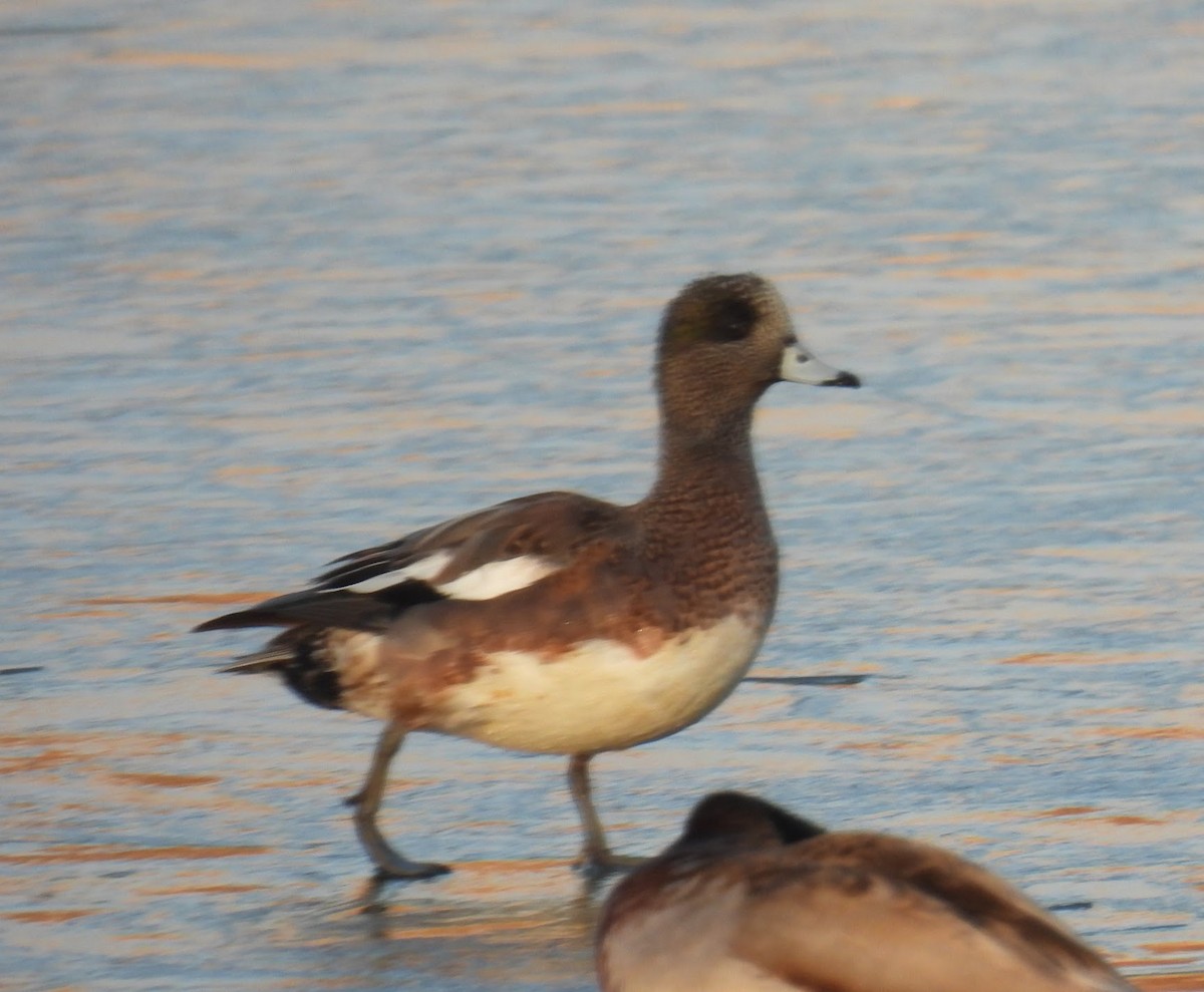 American Wigeon - Elizabeth Brown