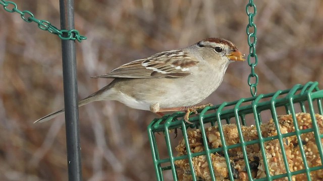 White-crowned Sparrow (Gambel's) - ML532097571