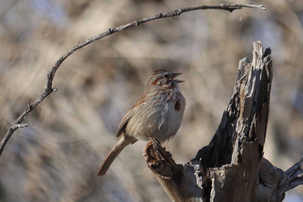 Song Sparrow - Edith Bailey