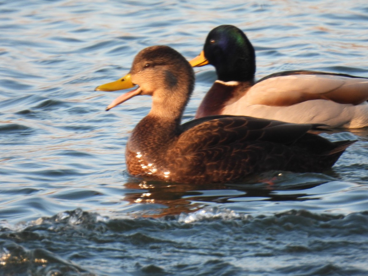 American Black Duck - Elizabeth Brown