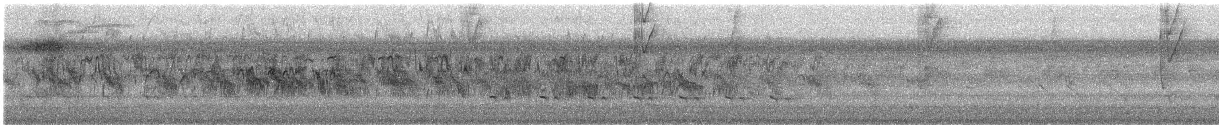 Halsbandsegler - ML532099401
