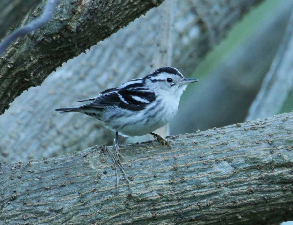 Black-and-white Warbler - ML532100061