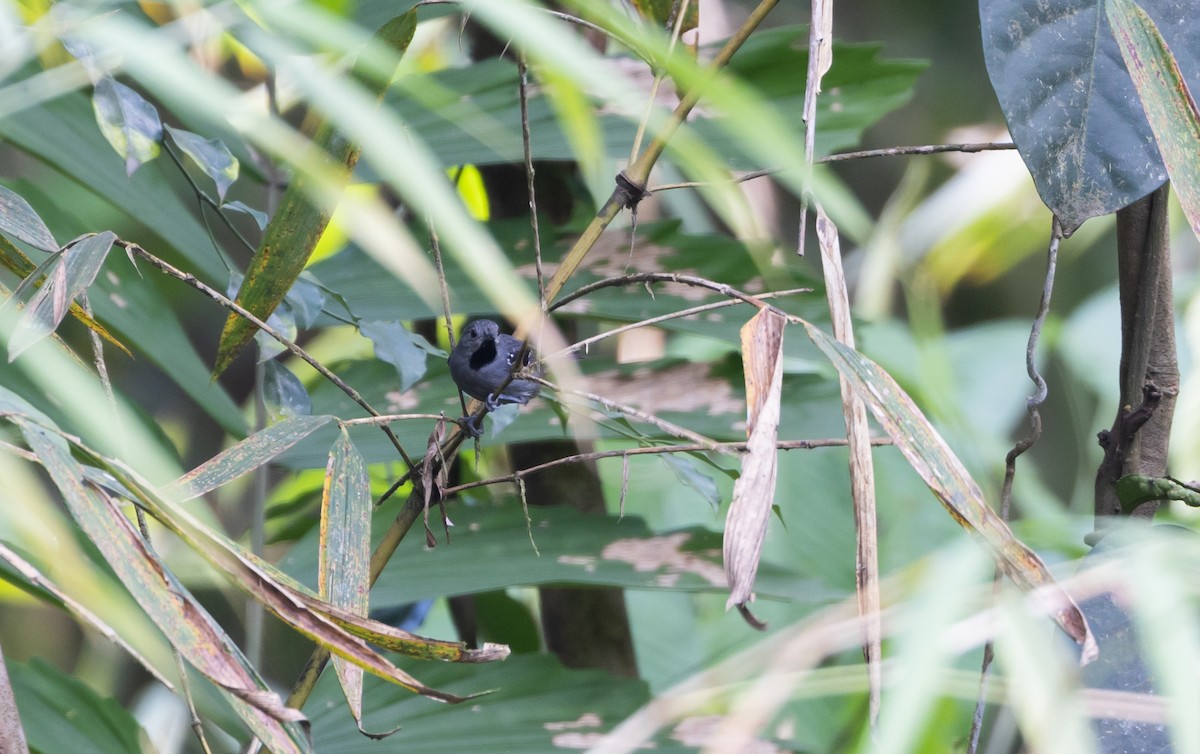 Ornate Stipplethroat (Western) - ML532100111