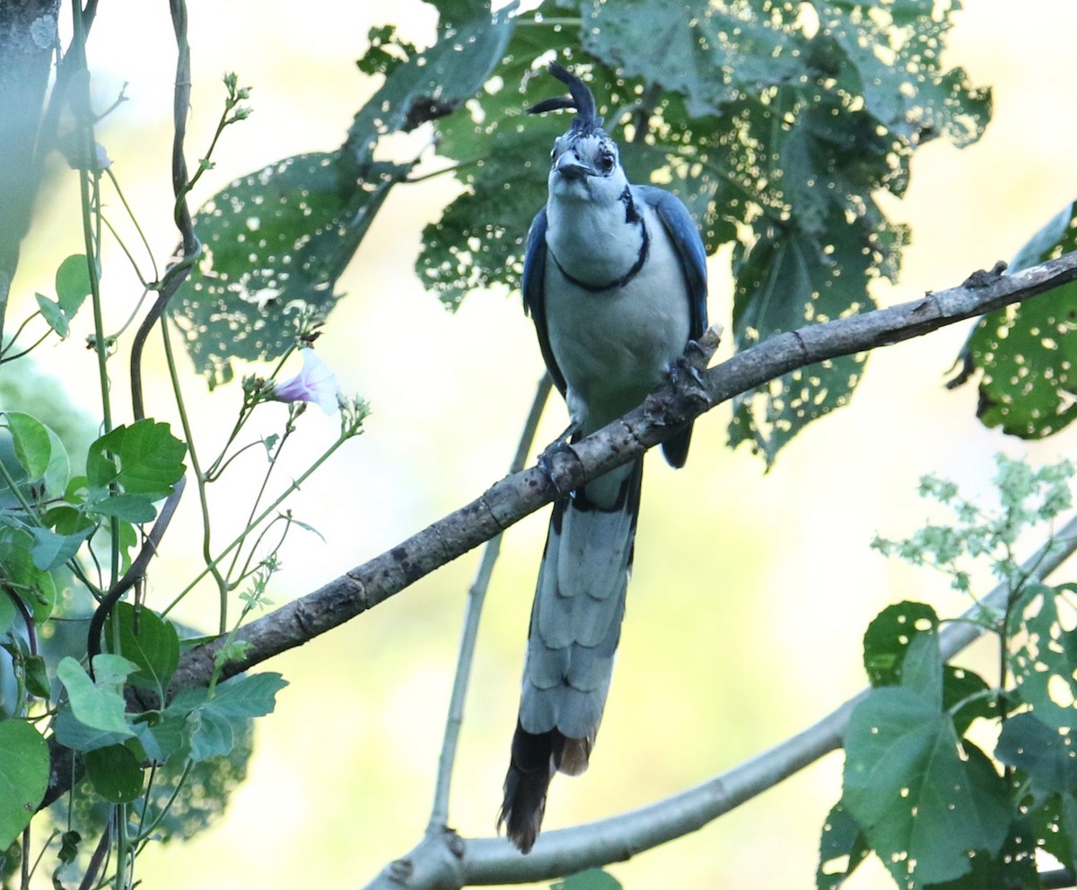 White-throated Magpie-Jay - ML532100171