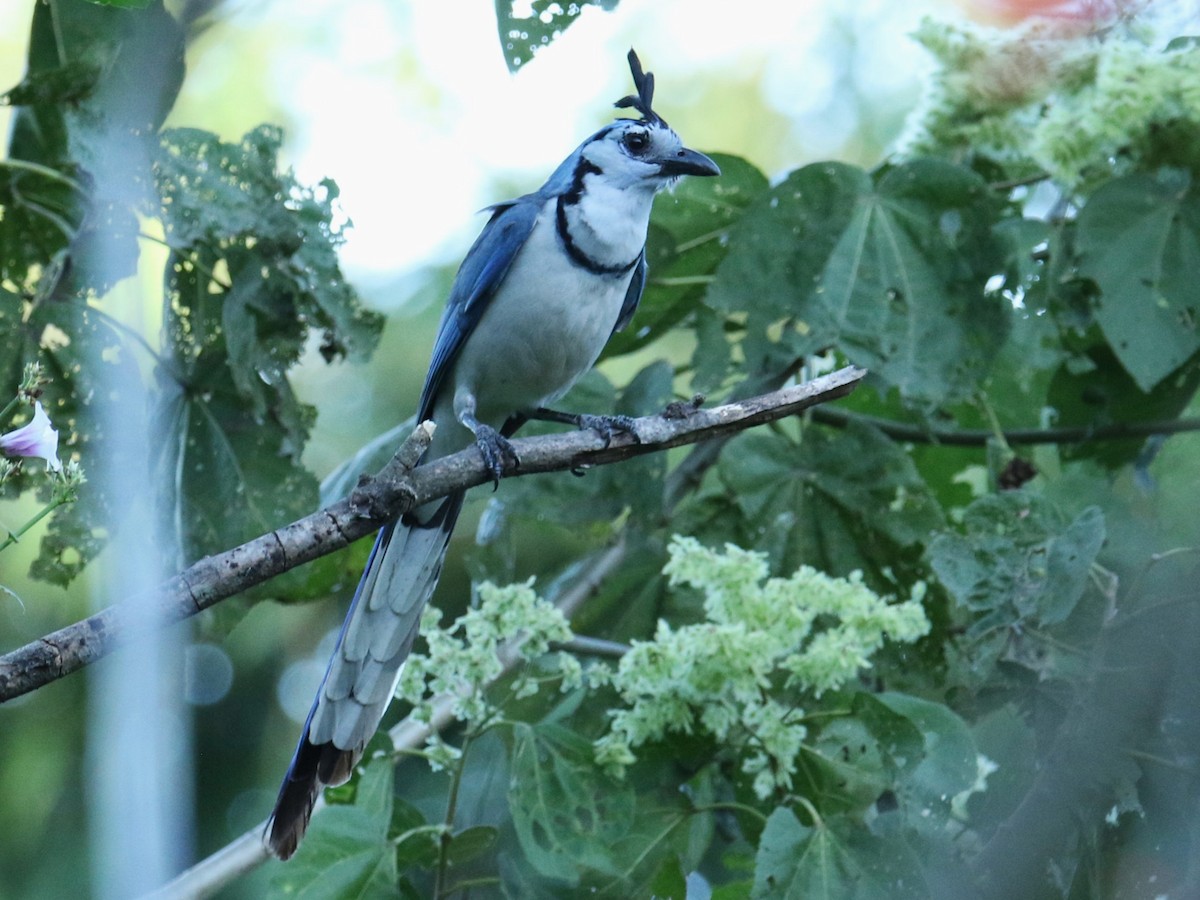 White-throated Magpie-Jay - ML532100181
