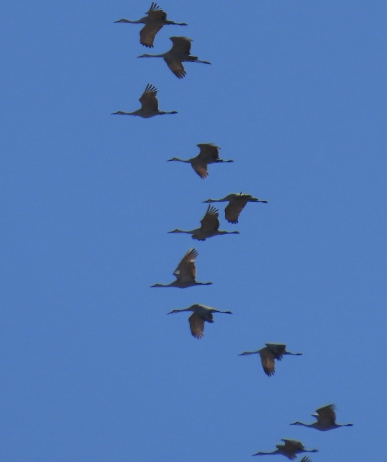 Sandhill Crane - ML532101401