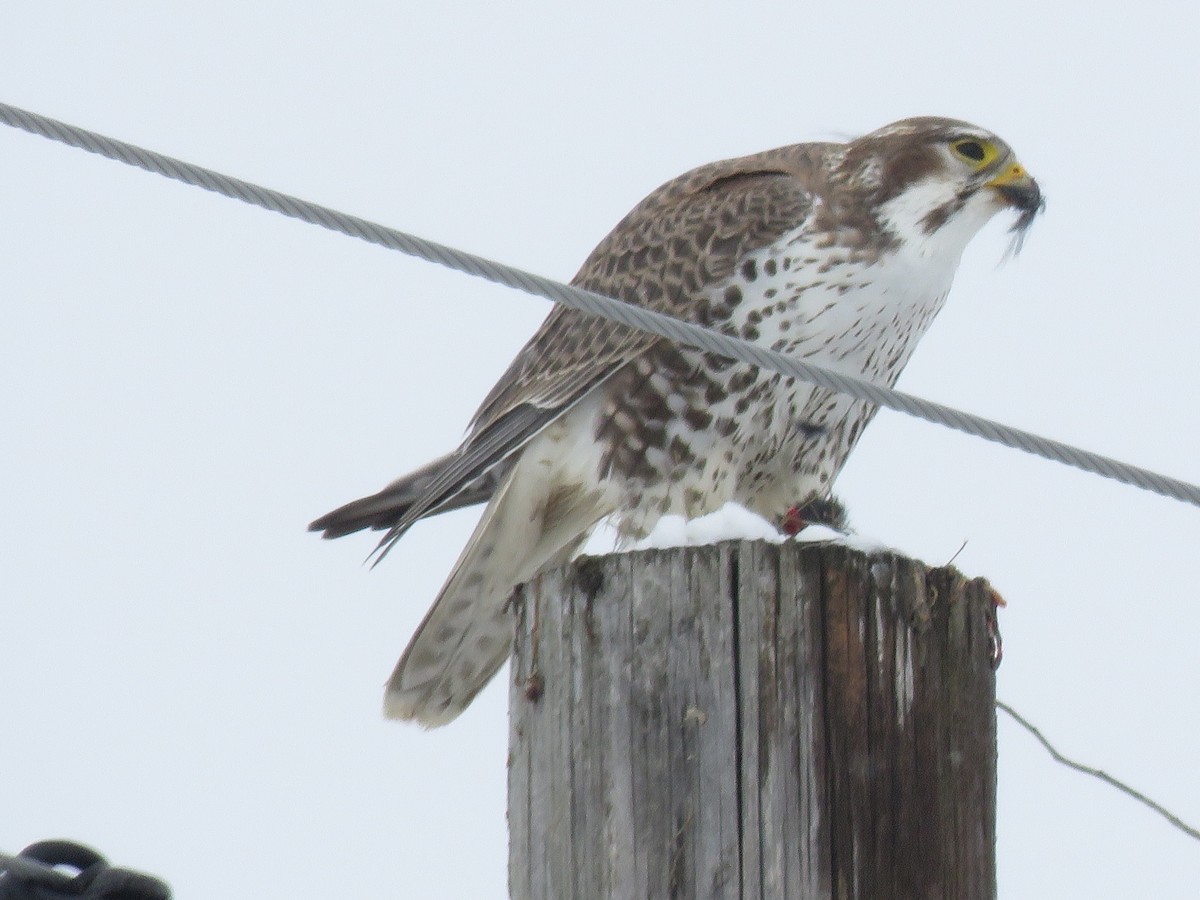 Prairie Falcon - ML532102641