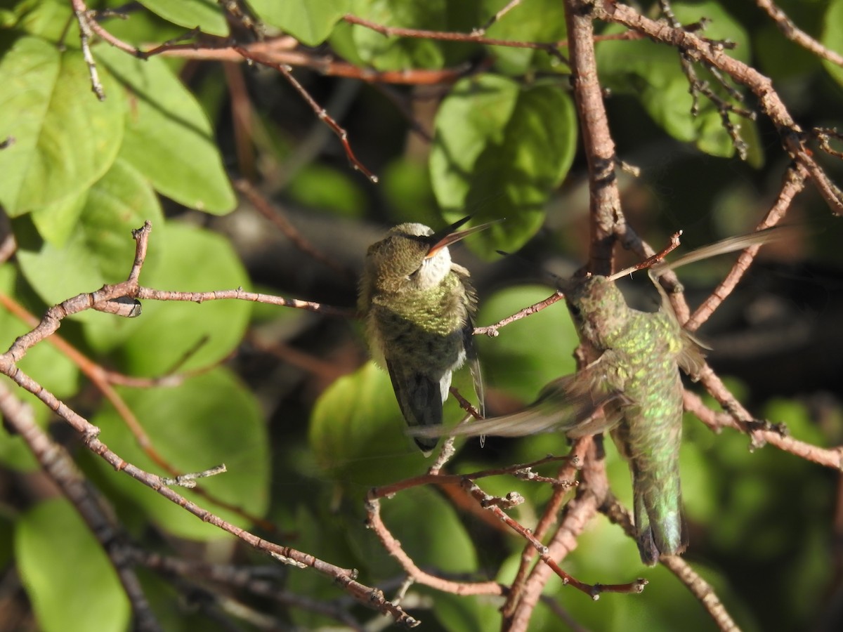 hummingbird sp. - Veronica Heron