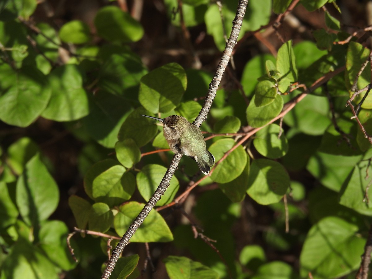 ub. kolibri (Trochilidae sp.) - ML532104881