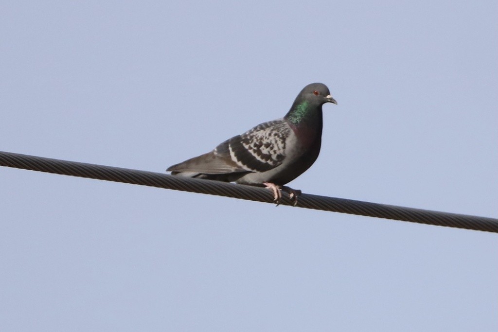 Rock Pigeon (Feral Pigeon) - ML532104981