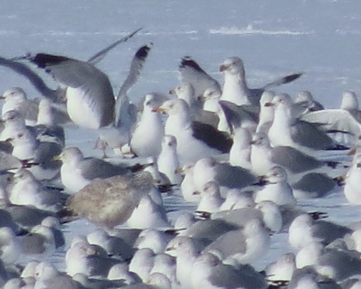 Lesser Black-backed Gull - ML532105061