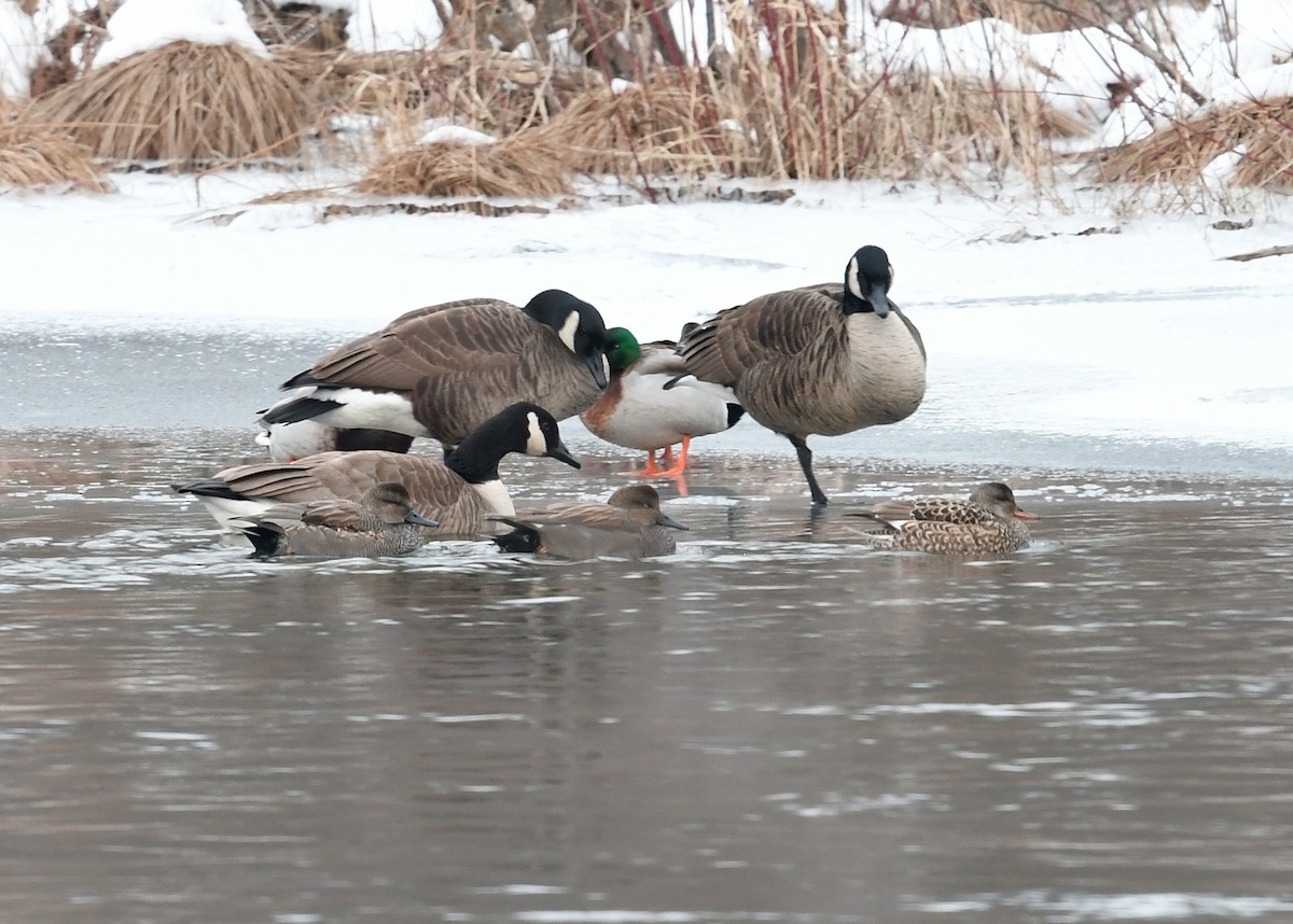 Gadwall - ML532105421