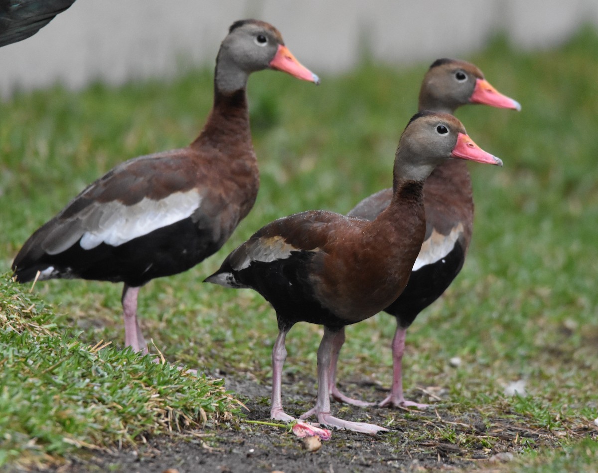 Black-bellied Whistling-Duck - Barbara Seith