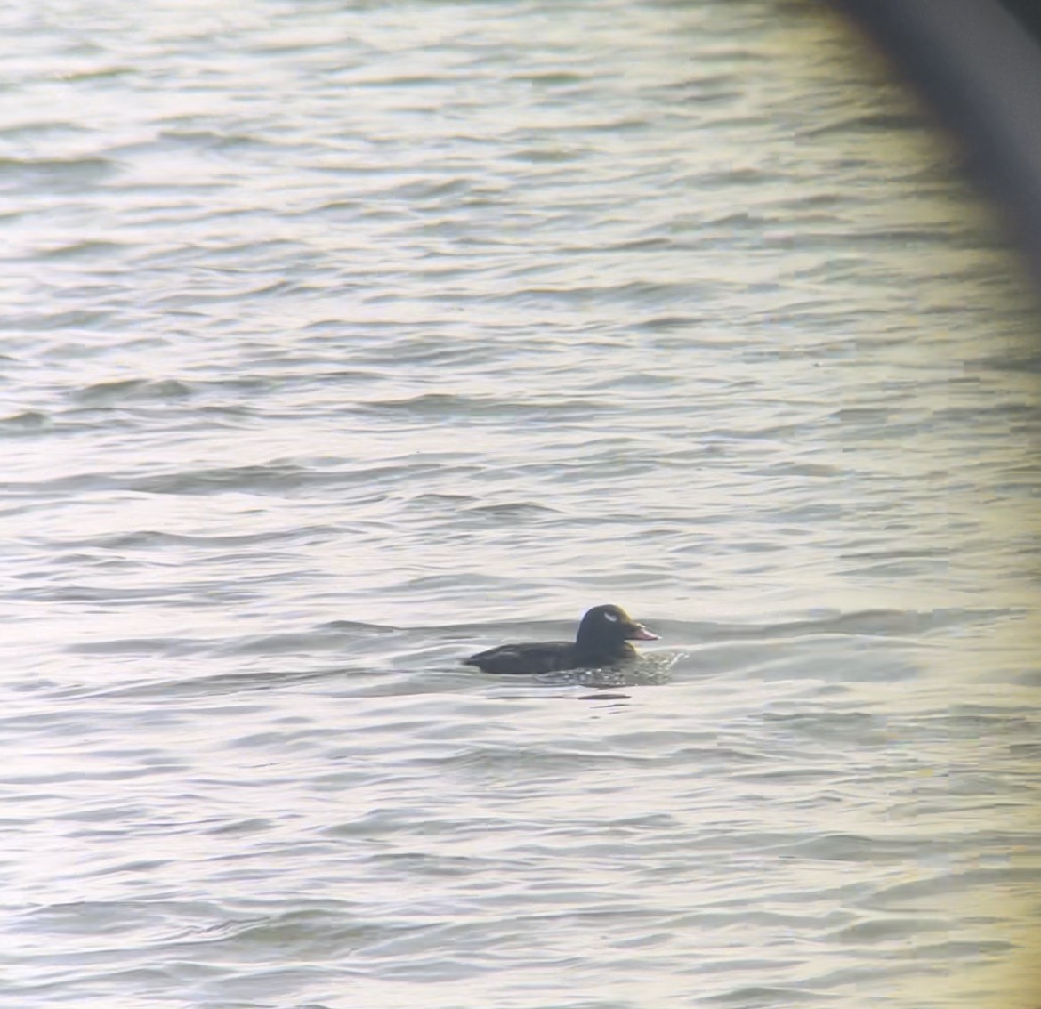 White-winged Scoter - ML532106301