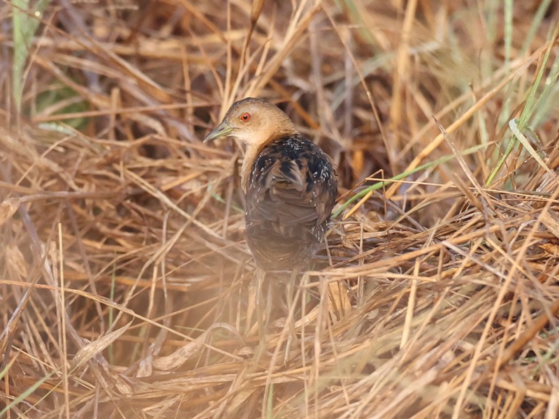 Baillon's Crake - ML532106421