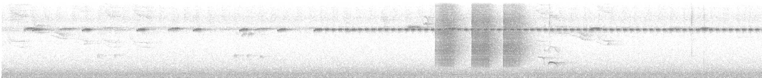 Манакін-короткокрил білочеревий - ML532108081