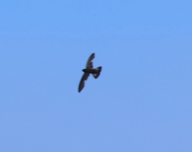 Christmas Island Swiftlet - ML532108141