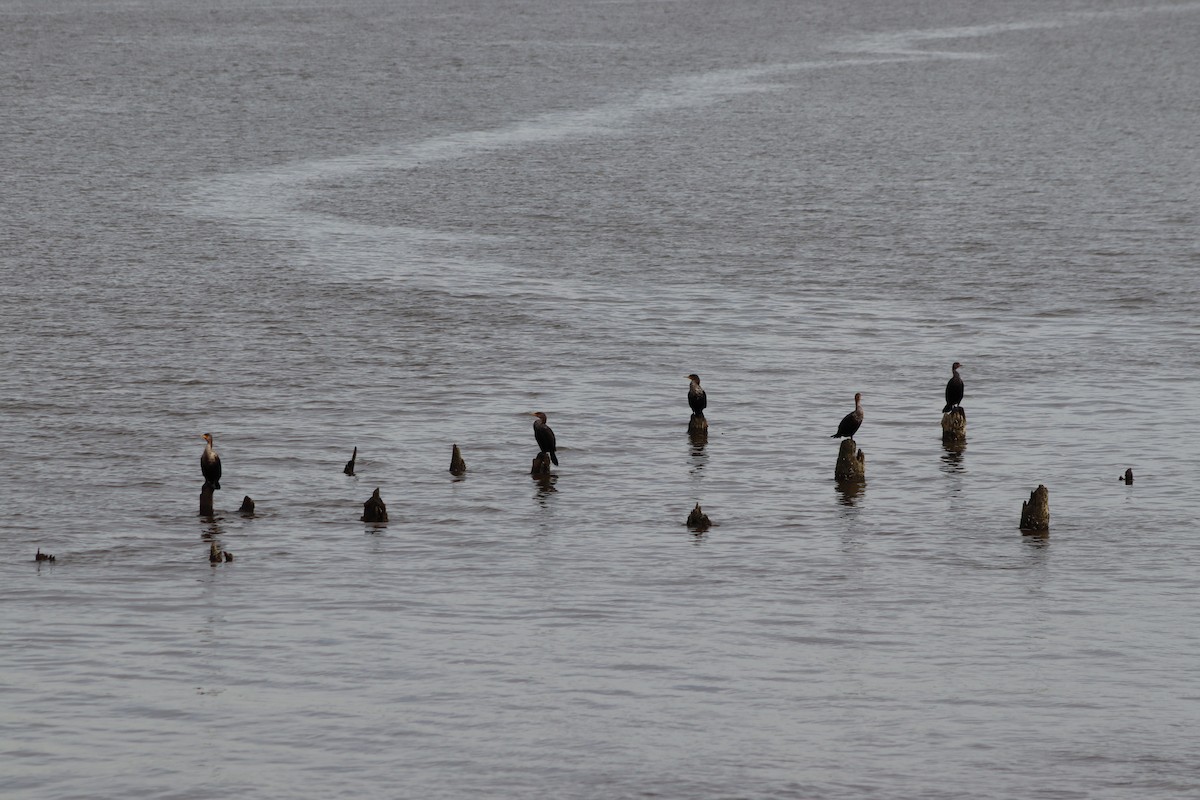 Double-crested Cormorant - ML532110041